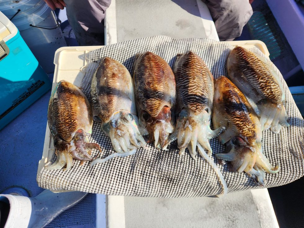 絶品コウイカ　リピーター続出中！