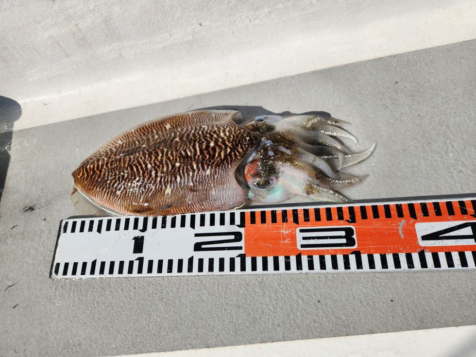 胴長20㎝超え続出中！