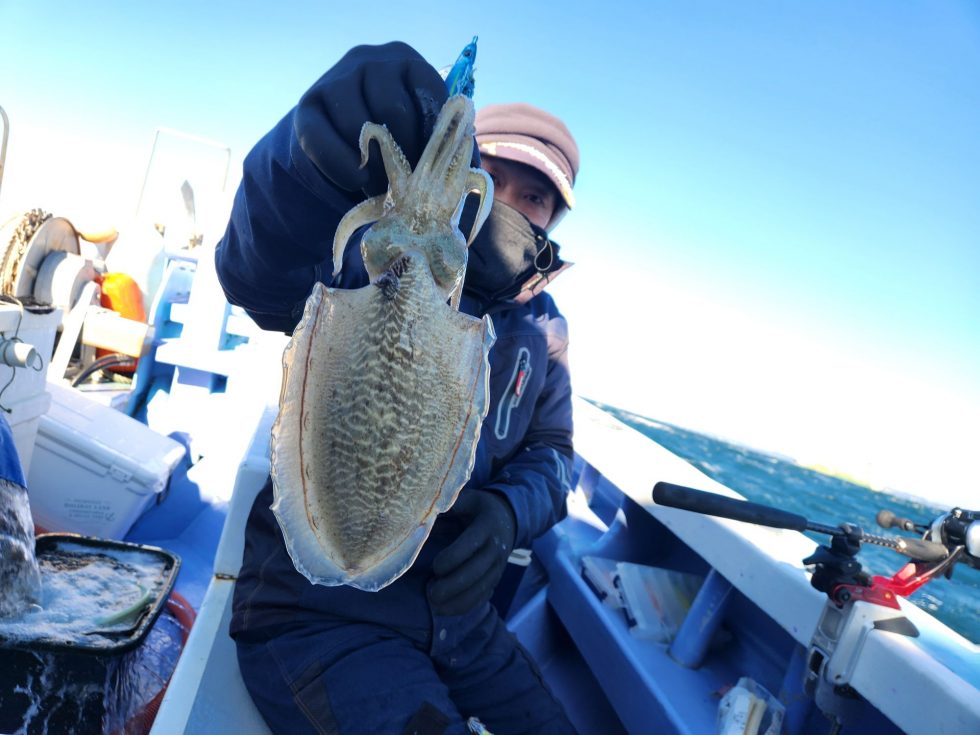 伊良湖沖　肉厚コウイカ！