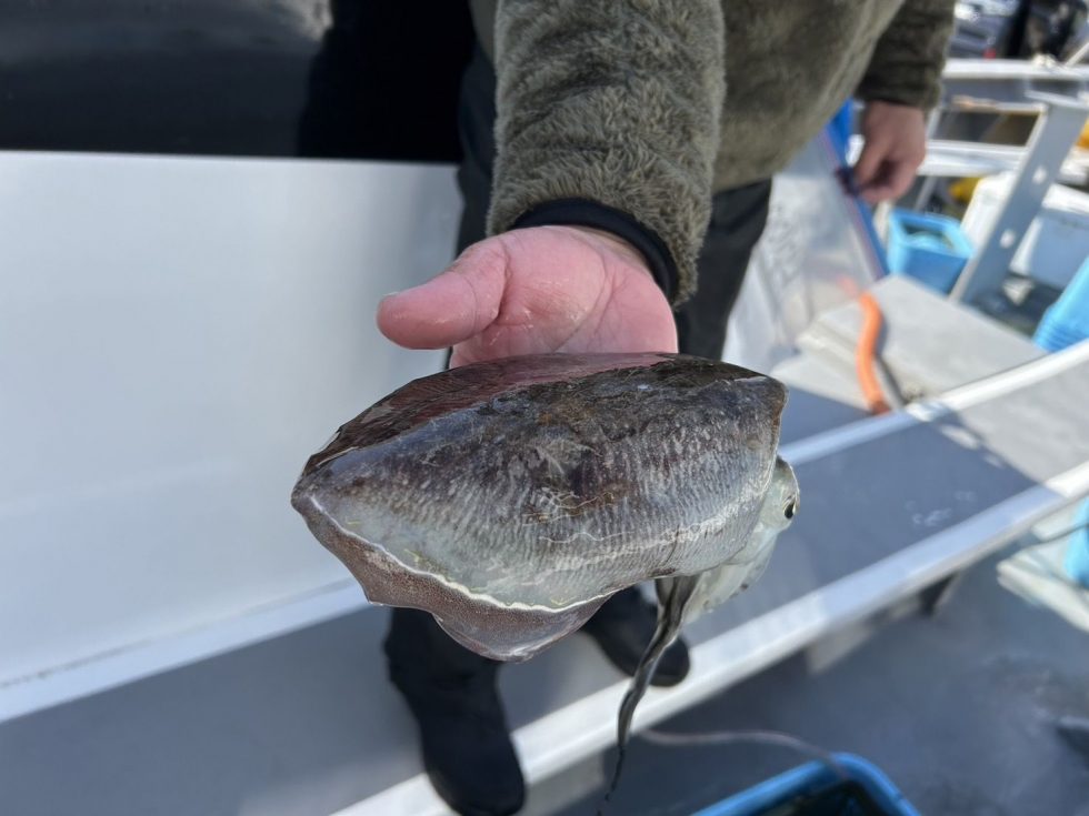 コウイカ大チャンス！