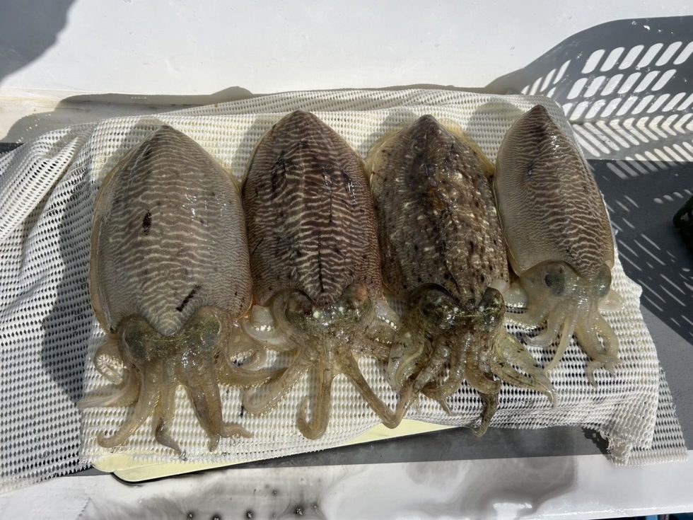 実釣１時間３０分でしたがバラシ多数もハイペースでした！