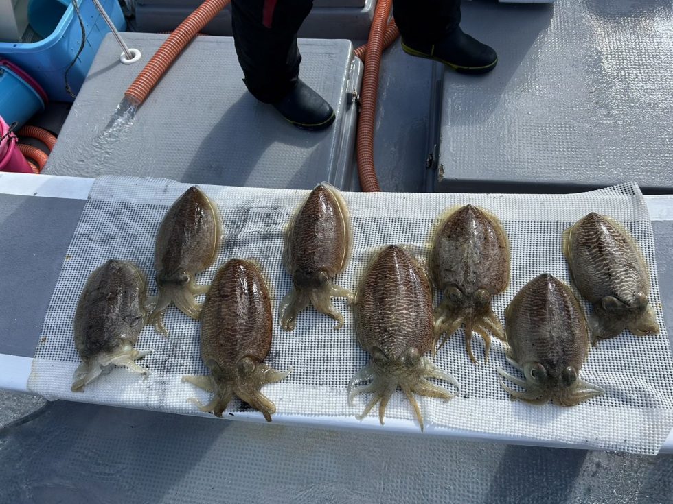 高級コウイカが凄いっ!