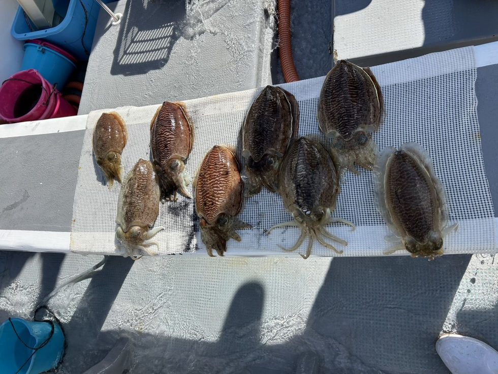 今週は絶好の釣り日和が続きそうです