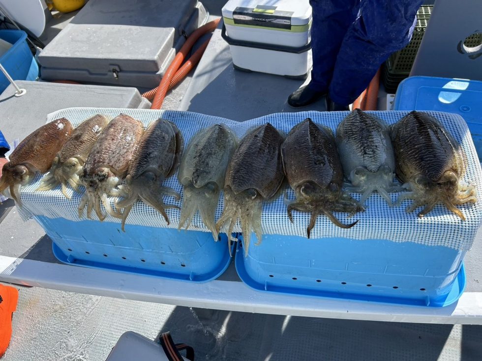 肉厚絶品コウイカ大チャンス!