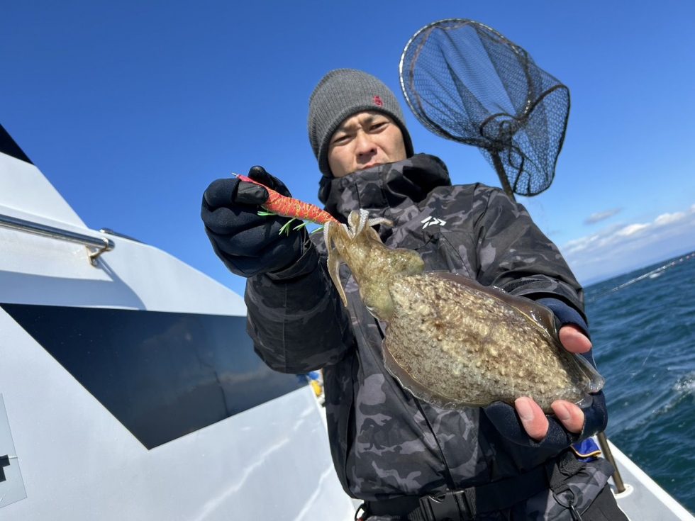 肉厚コウイカ大チャンス!