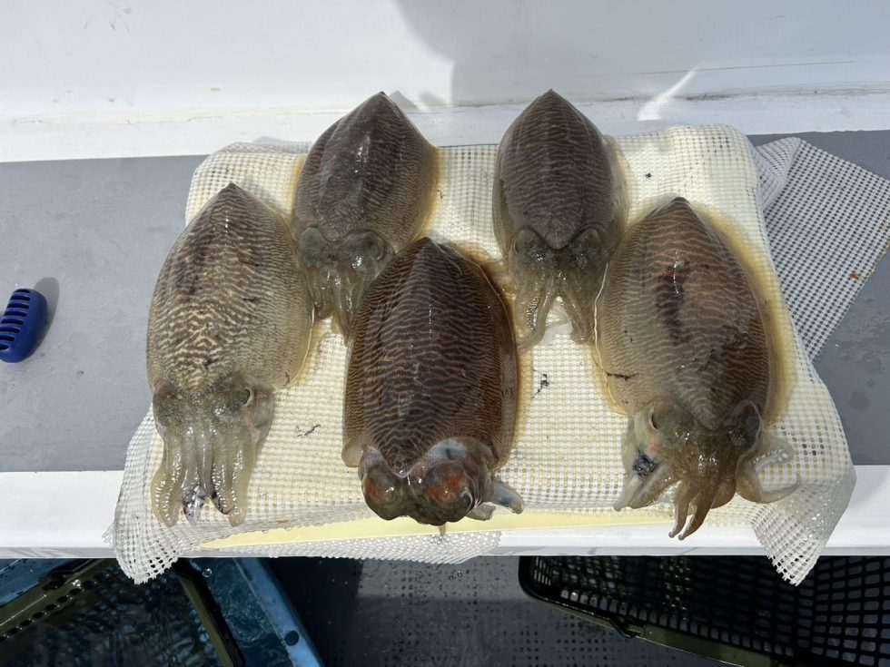 バラシ多数も依然として好調!