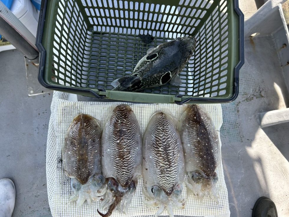 連日とらふぐも!