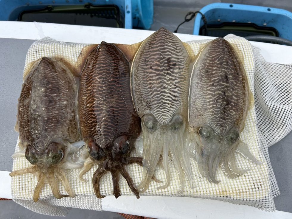 期間限定コウイカですよ！