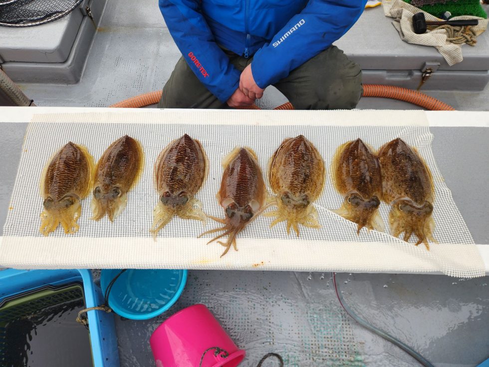 コウイカ爆乗り中っ！