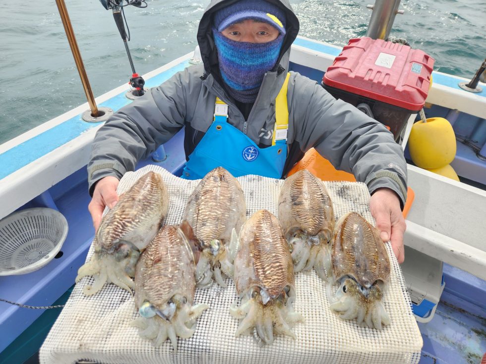 肉厚コウイカ大チャンス！