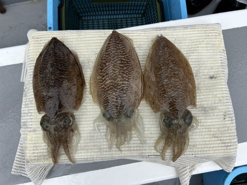 3/7(金)コウイカ出船!予約お待ちしてます