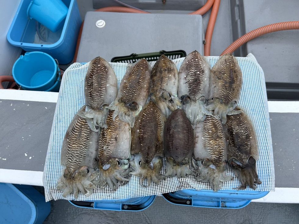 連日の２桁オーバー！