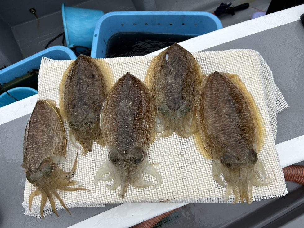 このチャンスをお見逃しなく！