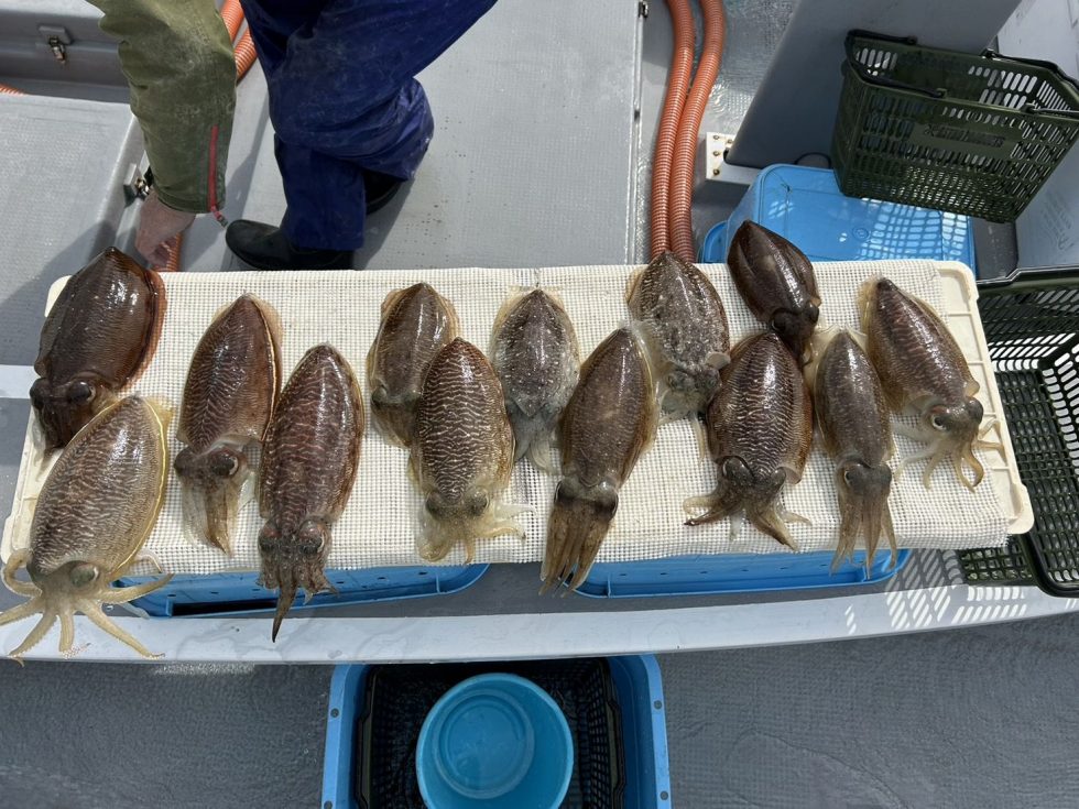 このチャンスを見逃さないように是非どうぞ！