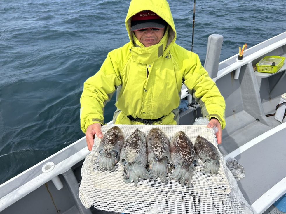 コウイカ当たり年!まだまだ楽しめますね