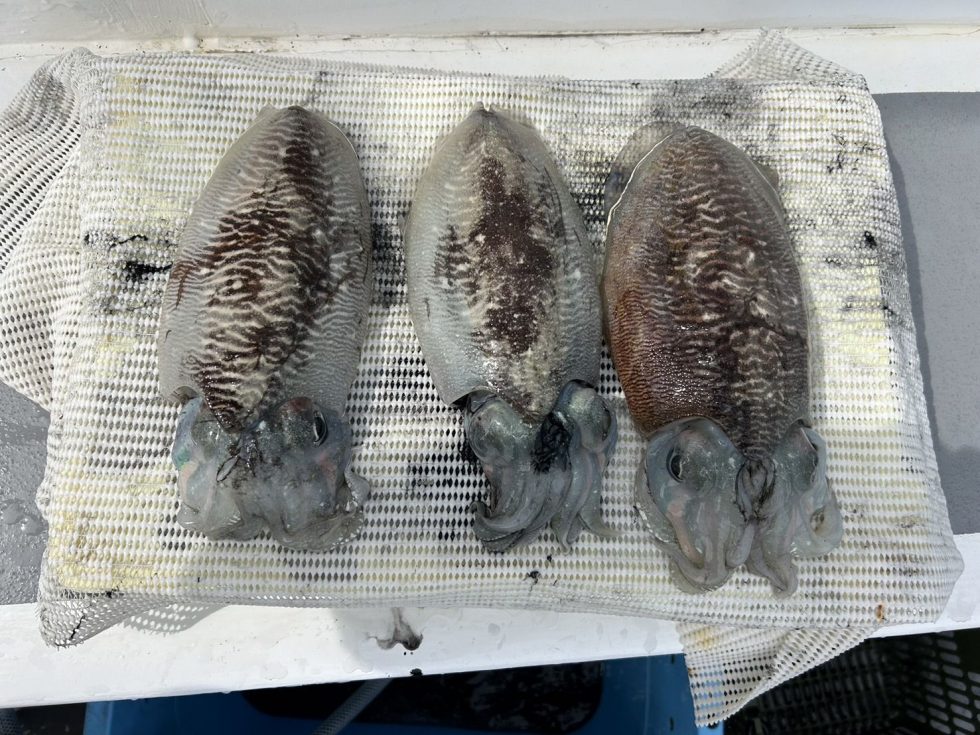 明日(土)は2隻分乗です。朝の飛び入り大歓迎