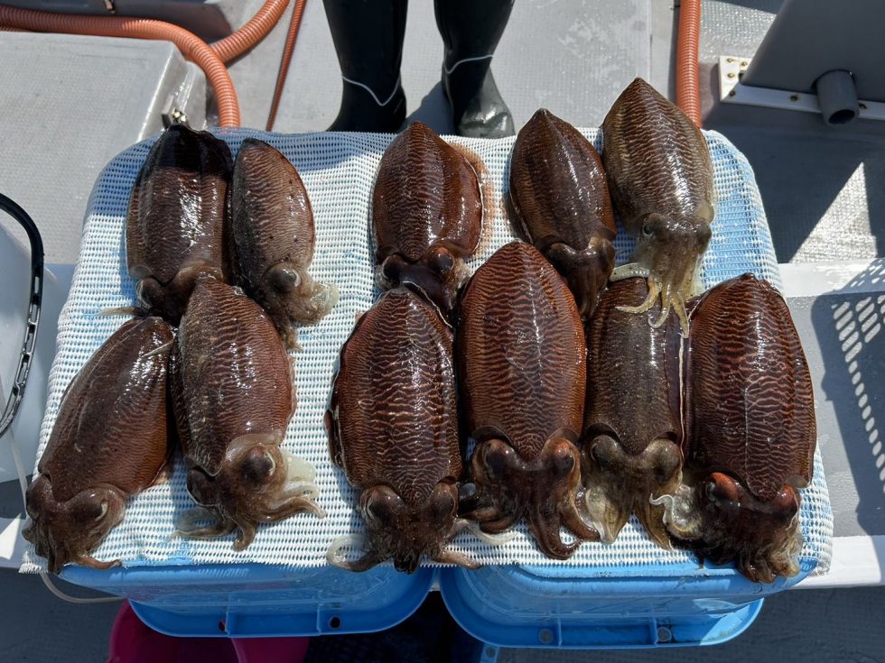 コウイカ大チャンス！