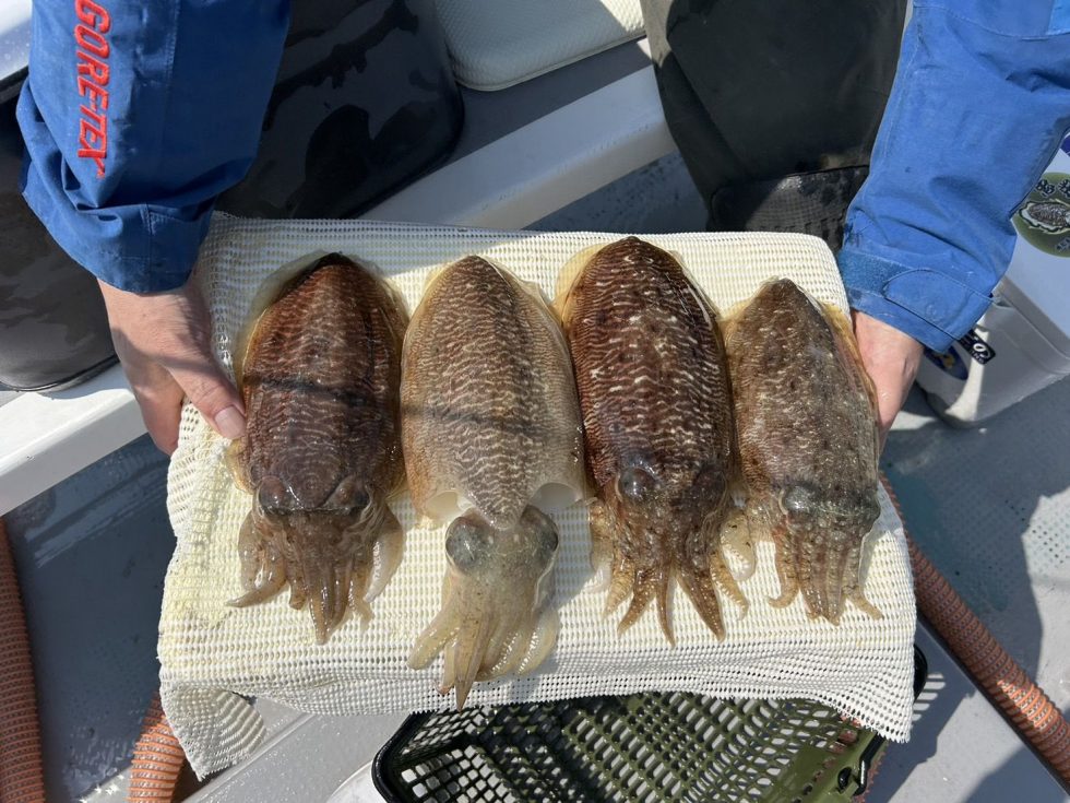 絶品コウイカ、リピーター続出中！