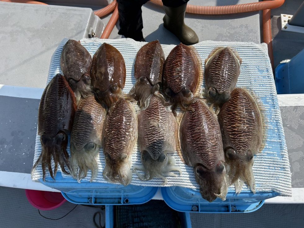 連日凄い事になってますよ！