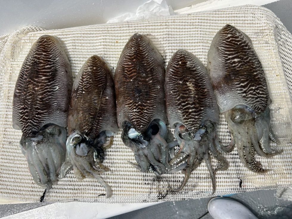 明日(火)コウイカ２隻に分乗します。宜しくお願いします