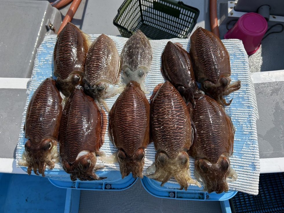 名人さんは今日も２桁釣行！