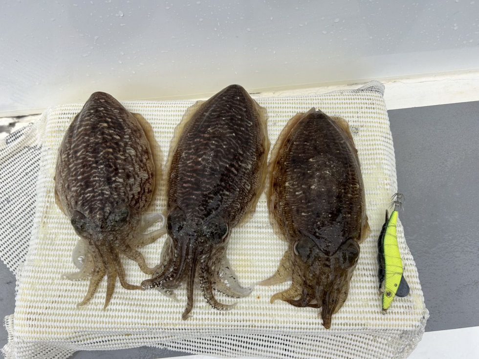 肉厚コウイカチャンス!