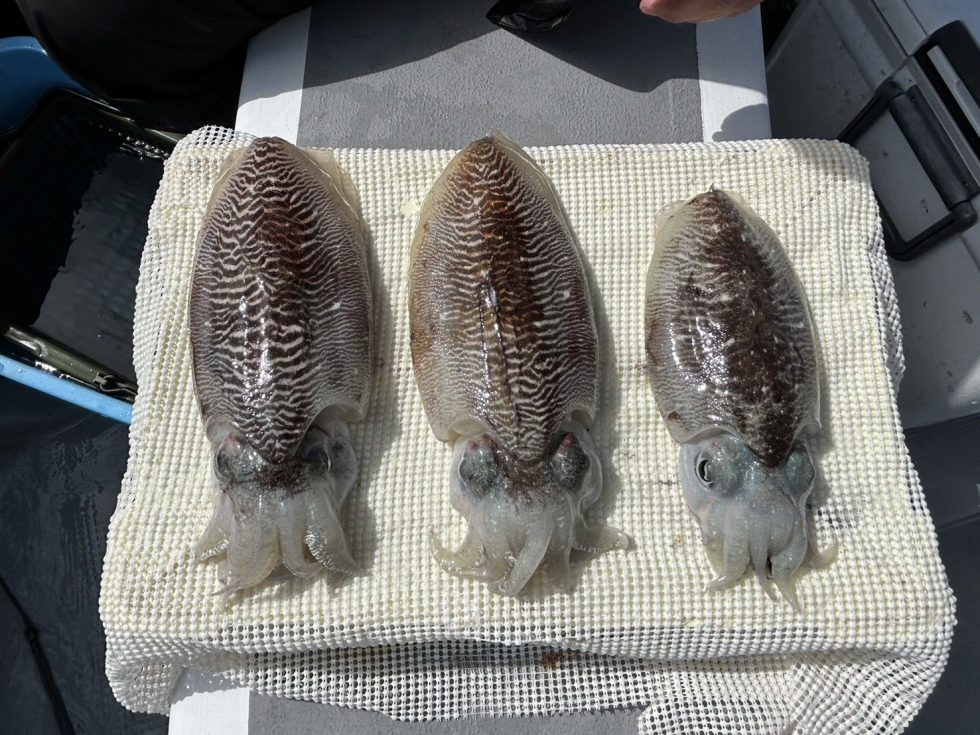 絶品コウイカリピーター続出中！