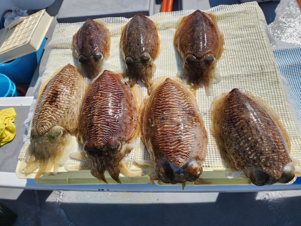 大チャンス到来中！