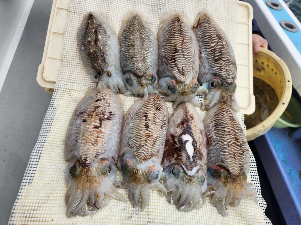 絶品コウイカが大チャンス！