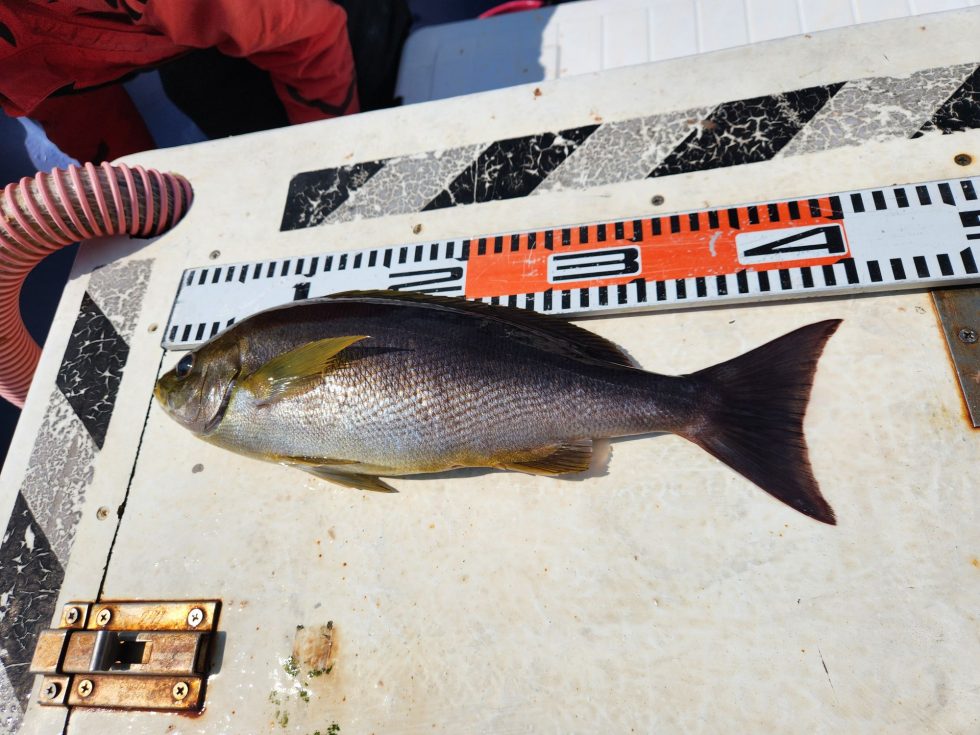 絶品ジャンボイサキ！明日も期待！