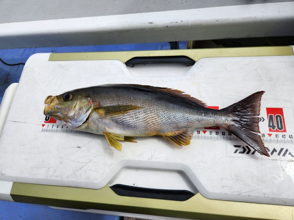 大山沖ジャンボイサキ！