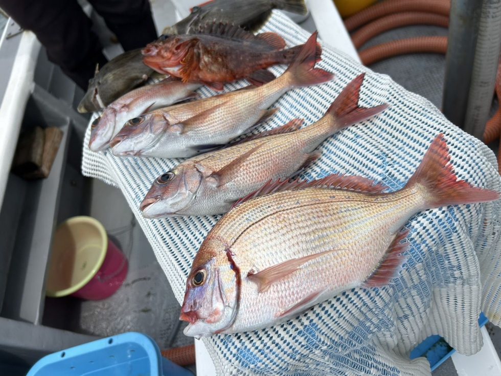 一つテンヤ真鯛予約お待ちしてます!