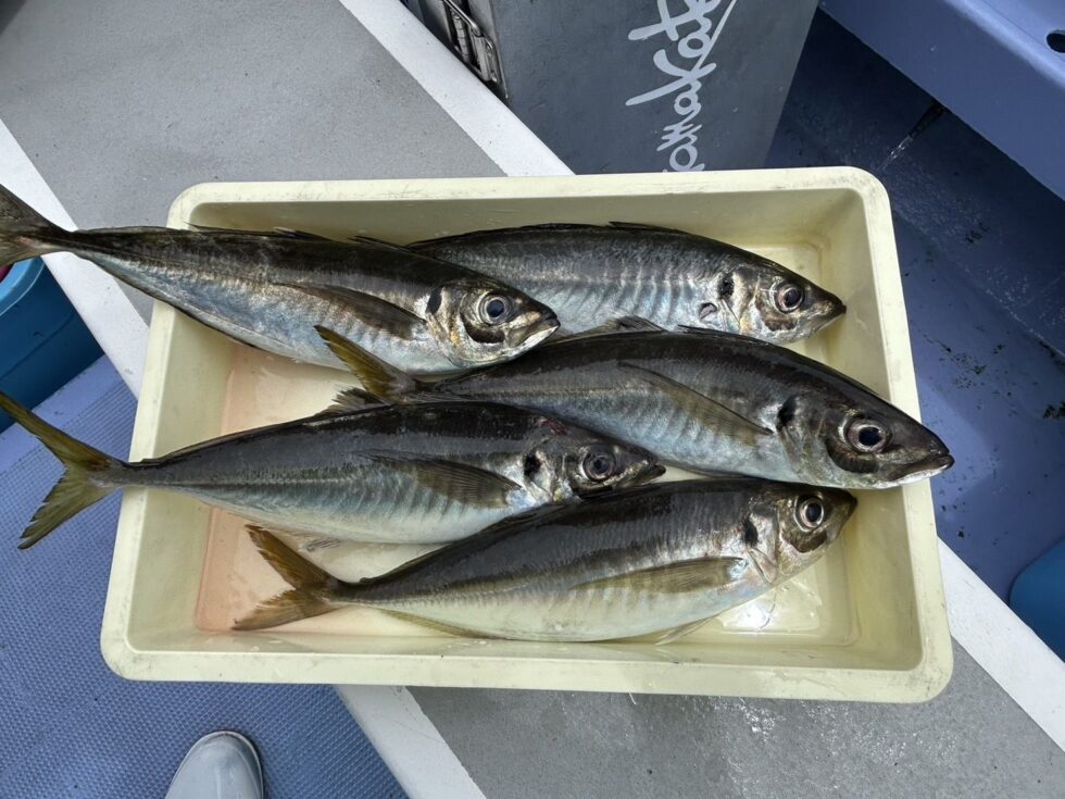 明日も大山沖イサキ釣り出船確定!朝の飛び入りOK
