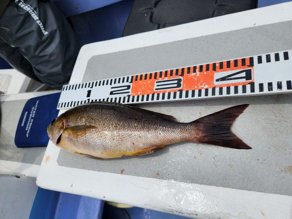 素晴らしいサイズ!