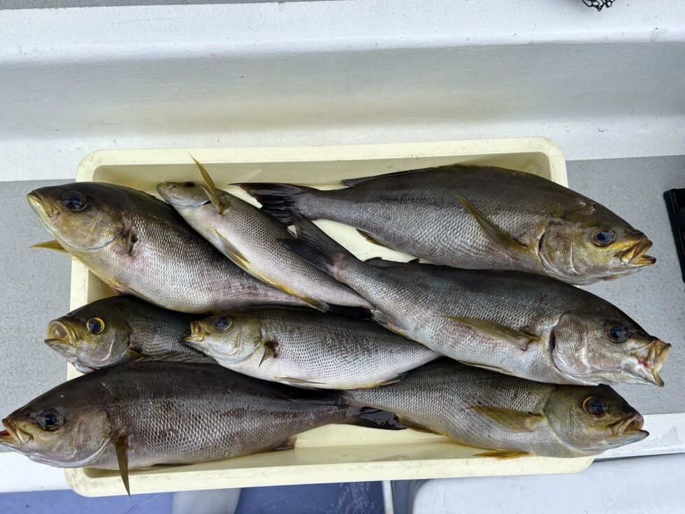 明日、イサキ釣り出船確定です!