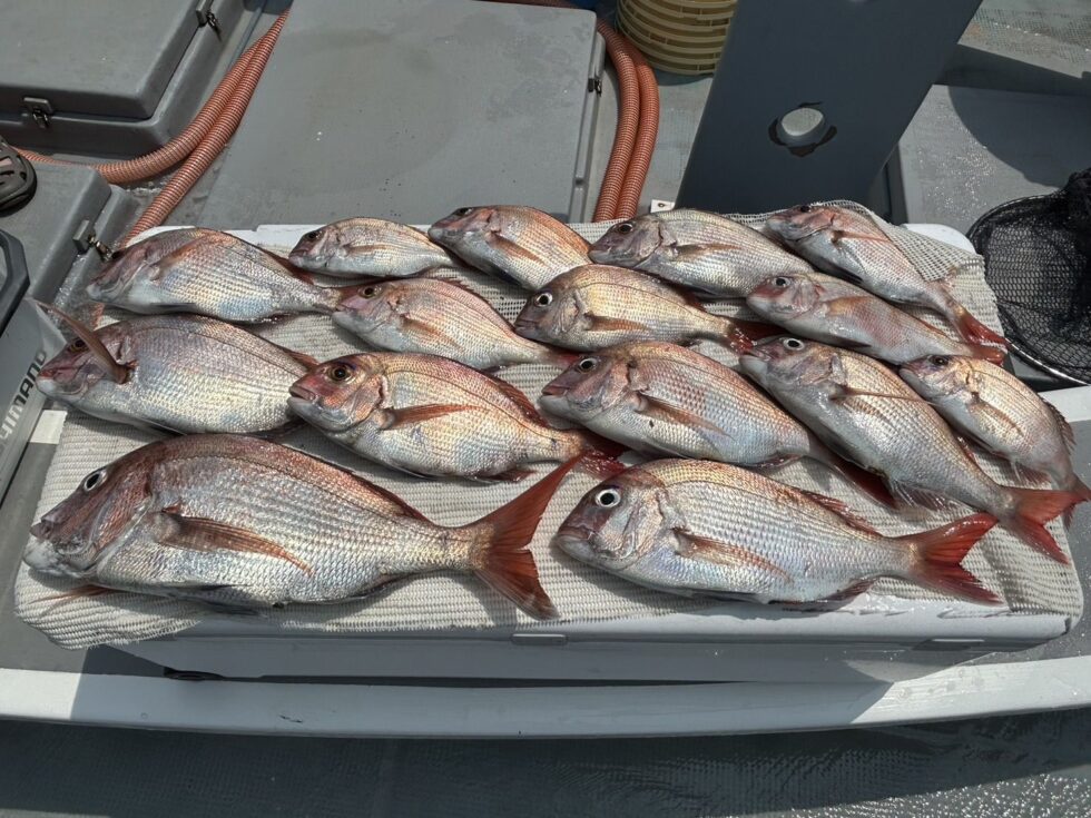 伊勢湾一つテンヤ、真鯛爆発!