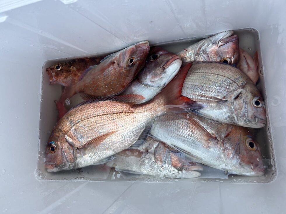 皆様のご協力で伊勢湾一つテンヤが確立できました!ありがとうございます!