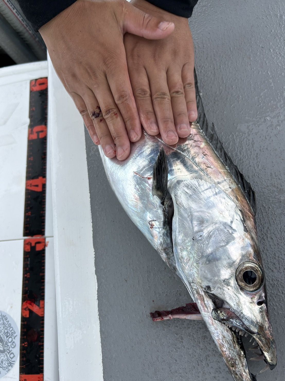 伊良湖沖テンヤタチウオ開幕!