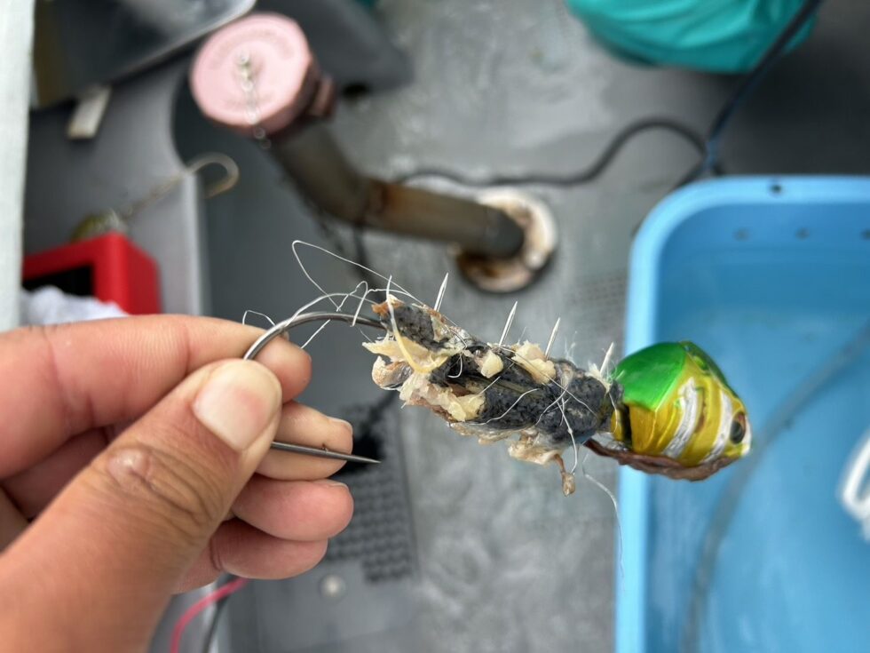 デカイやつはアタリが小さい!今シーズンもテンヤ50号統一!