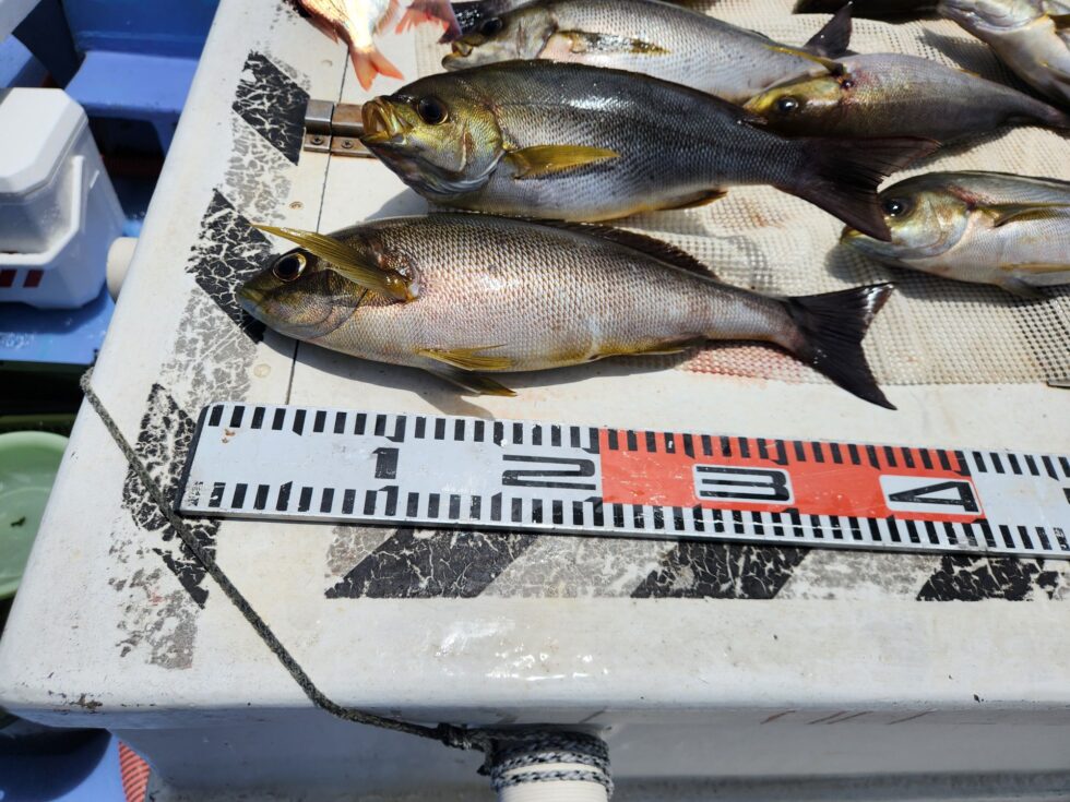 惚れ惚れサイズ!