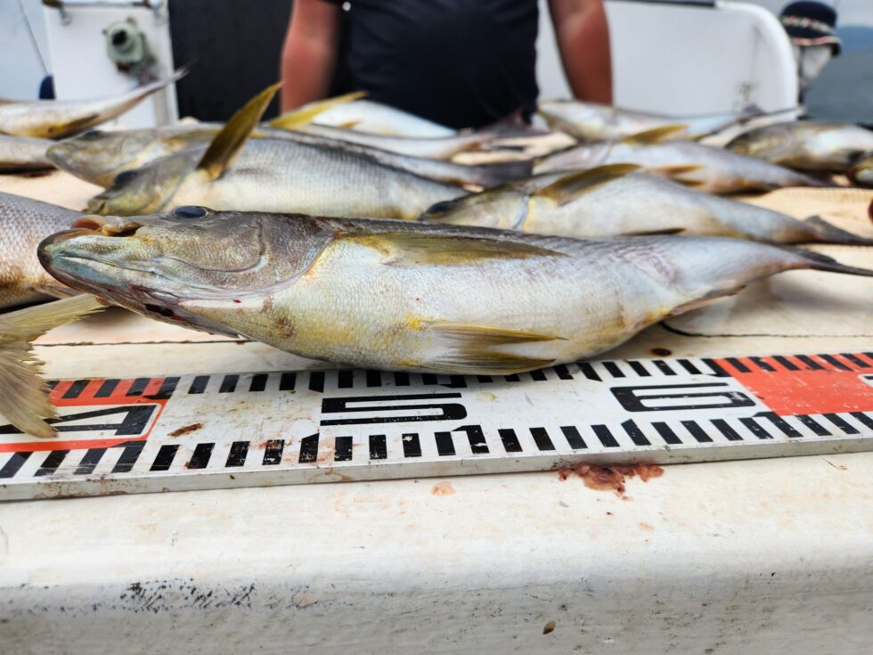 脂のりのり絶品ですよ