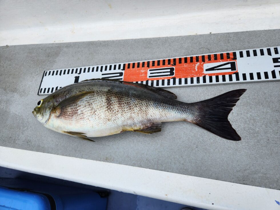 ジャンボイサキ大チャンス!