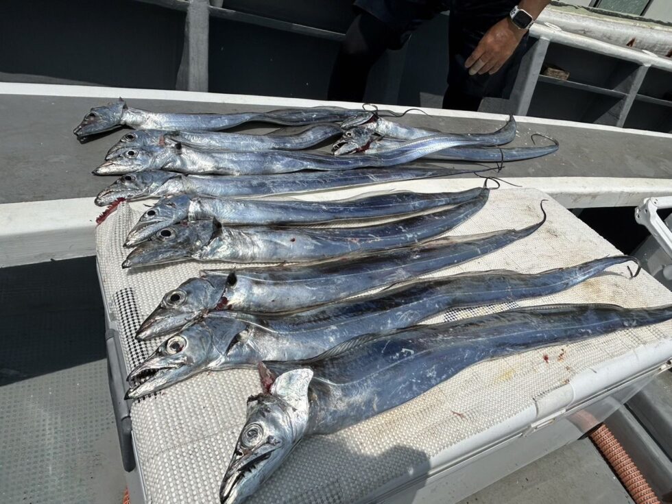 伊良湖水道大型タチウオ大チャンス！