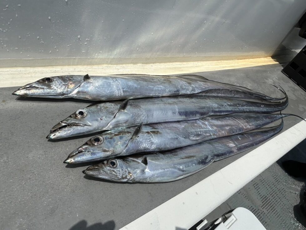 明日(土)も２隻分乗です。