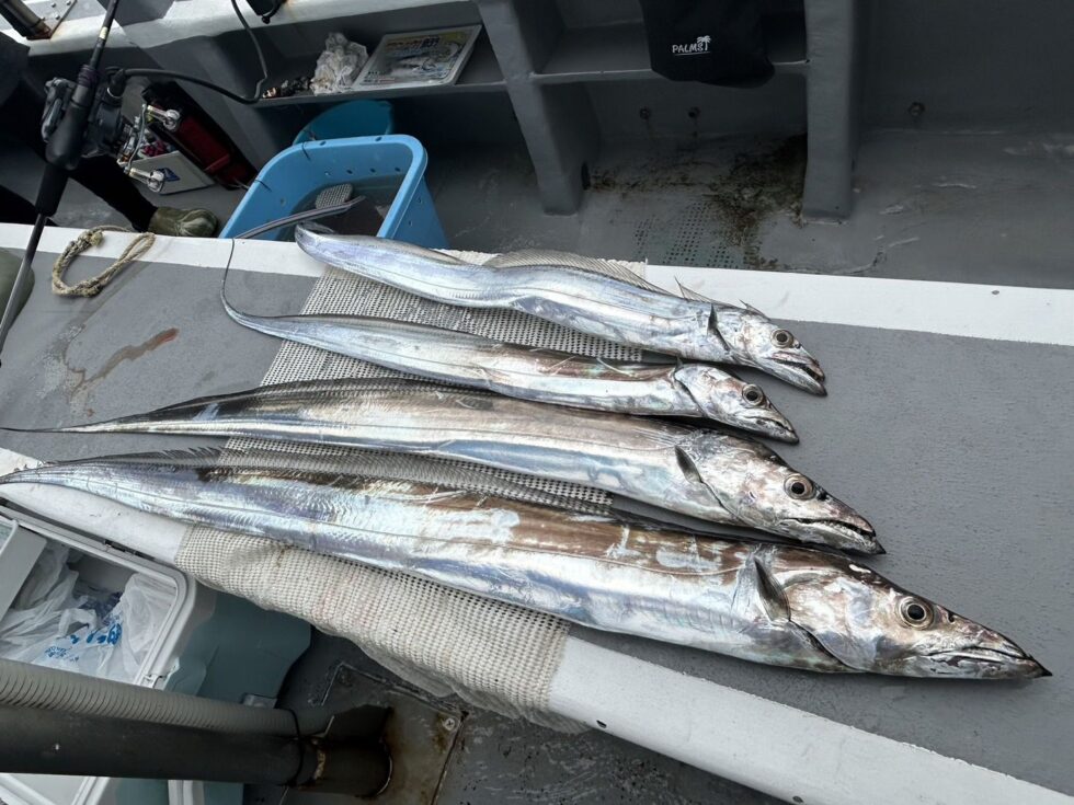 価値あるタチウオ！