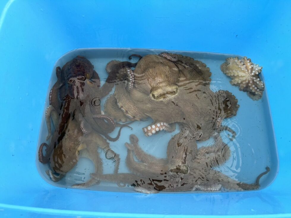 午前テンヤタチウオ釣り、午後ショート便タコ釣り