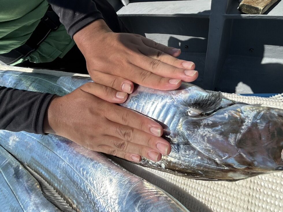指７！伊良湖水道極太タチウオ！