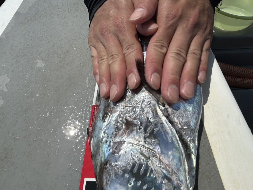 指８極太ドラゴン！