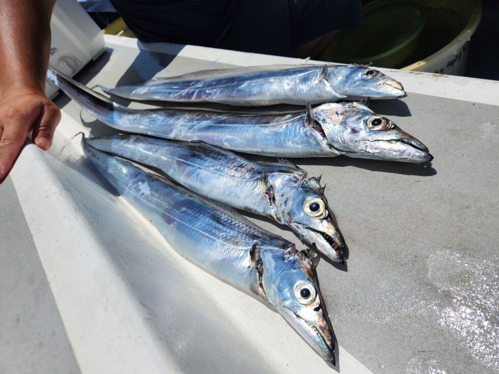 明日(日)テンタチ専門出船確定です