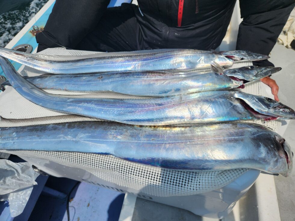 伊良湖水道極太タチウオ！